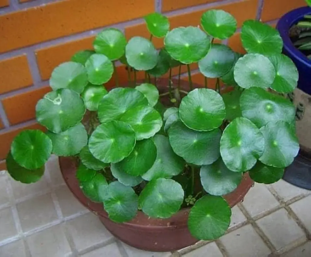 Česká mince v květináči? Tajemství zdravějších rostlin odhaleno.