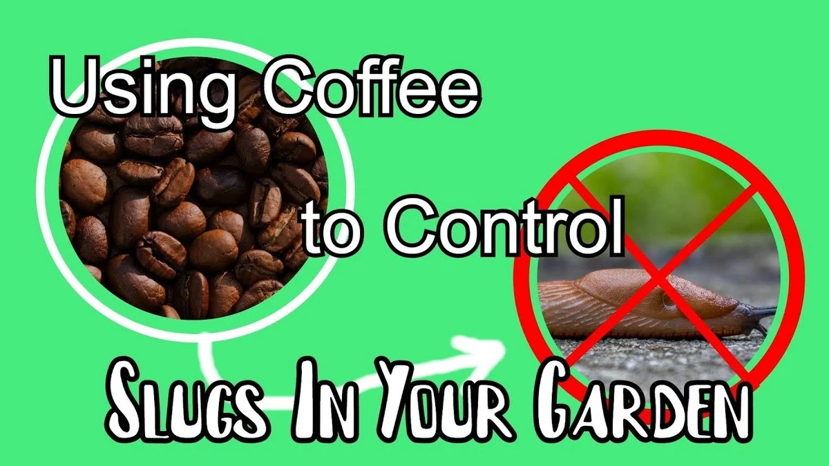 Kávová sedlina na zahradě zabrání slimákům ničit vaše rostliny - image 2