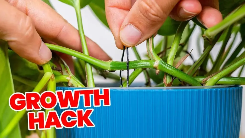 Mince v květináči? Překvapivý důvod, proč rostliny rostou o 40% rychleji.