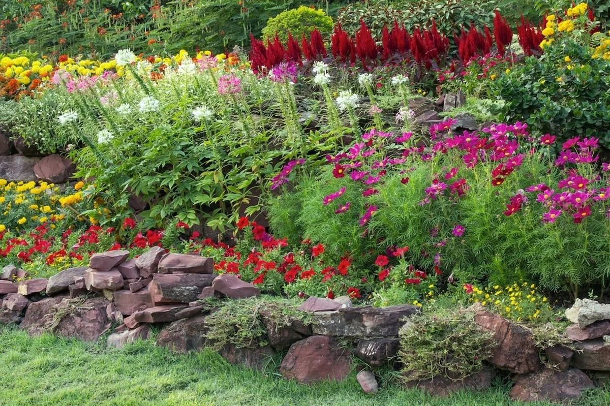 Proč chytří lidé dávají kávovou sedlinu do zahrady: Překvapivý efekt na růže - image 1