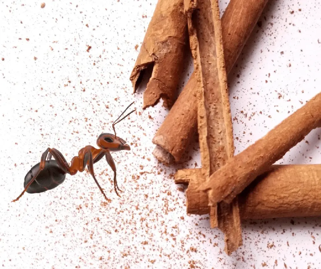 Skořice proti mravencům? Přírodní repelent, který funguje lépe než chemie.