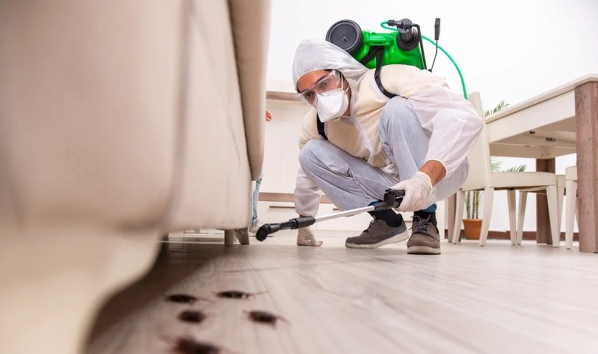 Skořice v květináči odpuzuje mravence lépe než chemické spreje - image 1