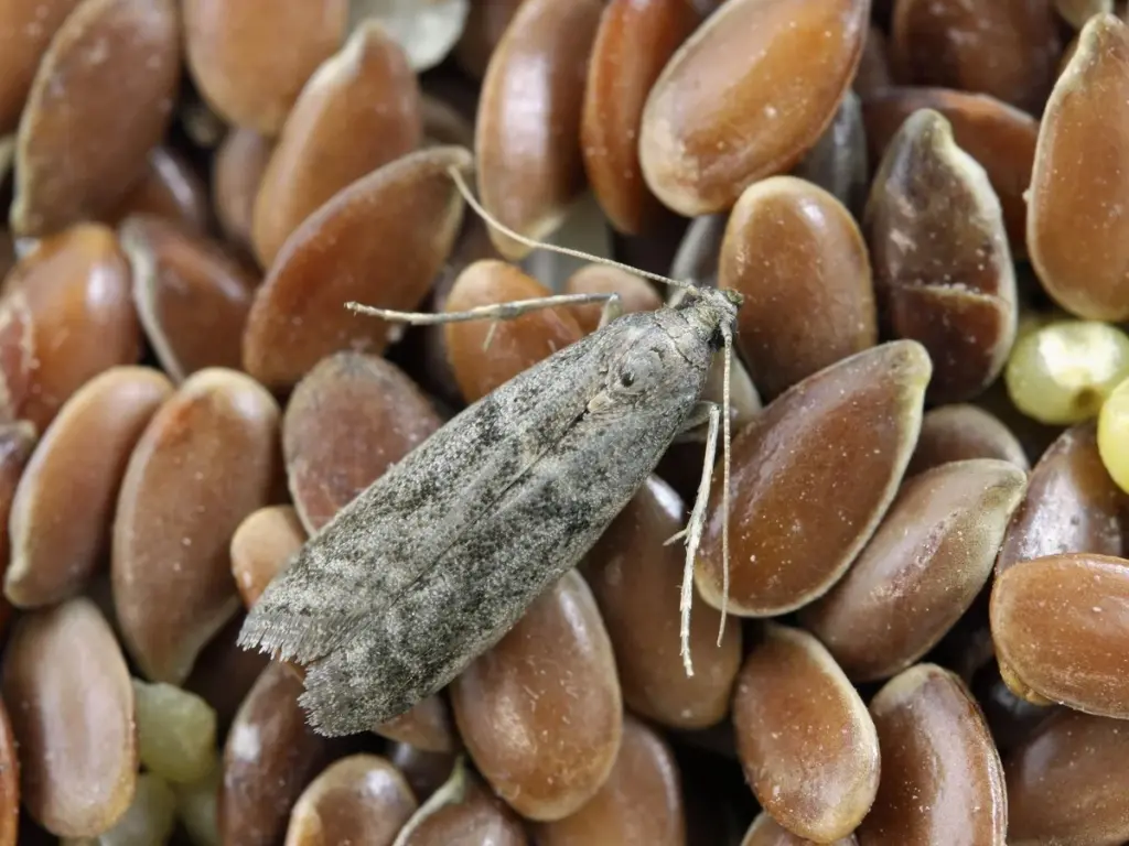 Vložte bobkový list do mouky: staletý trik proti molům v kuchyni.