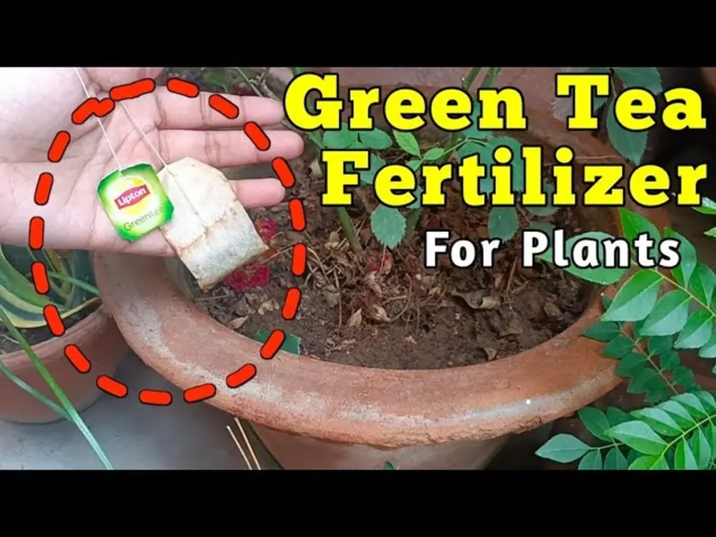 Zelený čaj jako přírodní hnojivo? Proč pokojové rostliny rostou o 30% rychleji.