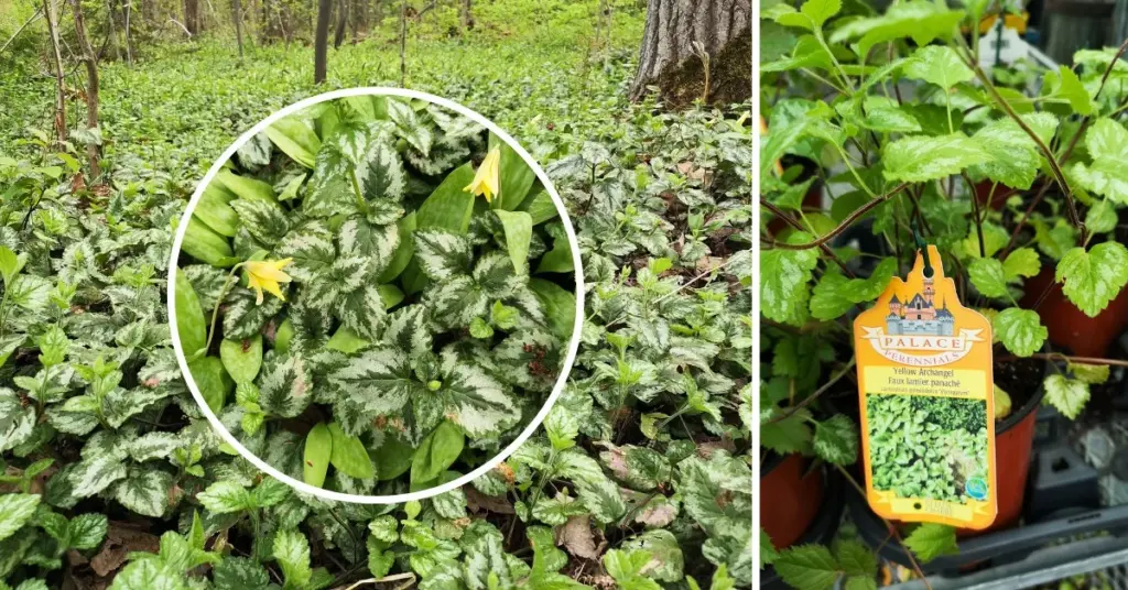 Biologové varují: nikdy nenechávejte tuto rostlinu růst blízko vaší zahrádky.
