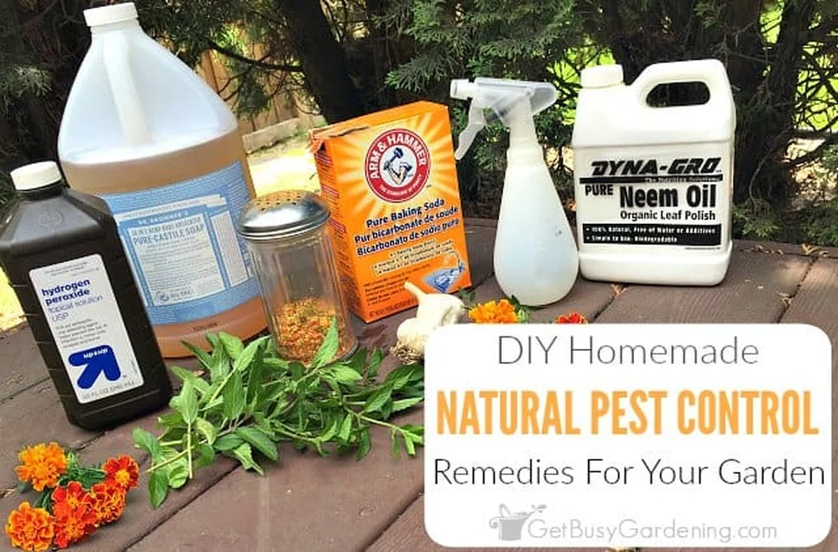 Co zahradníci nikdy nekupují v obchodech: Vyrobte si to doma. - image 1