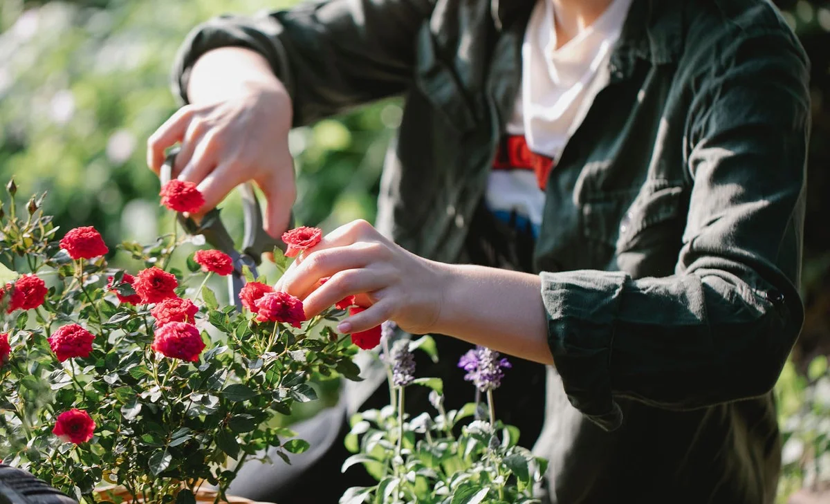 Kávová sedlina na zahrádce: Tajemství bohatých růží, které zahradníci milují - image 1