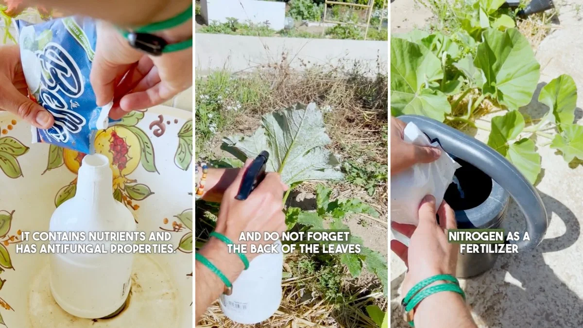 Kávová sedlina na zahrádce: proč zahradníci tento odpad milují. - image 1