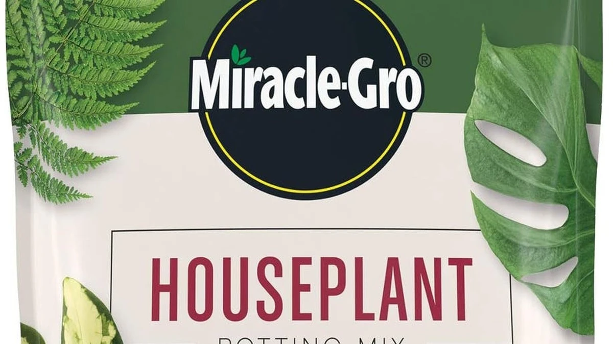 Kávová sedlina v květináči? Proč rostliny pookřejí během 48 hodin. - image 1