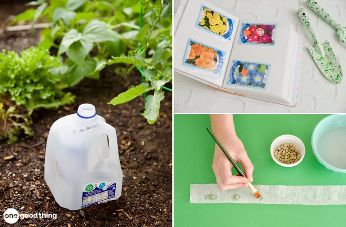 Měděný drát mezi růžemi: Zahradnický trik pro bohatší květy a méně škůdců - image 1