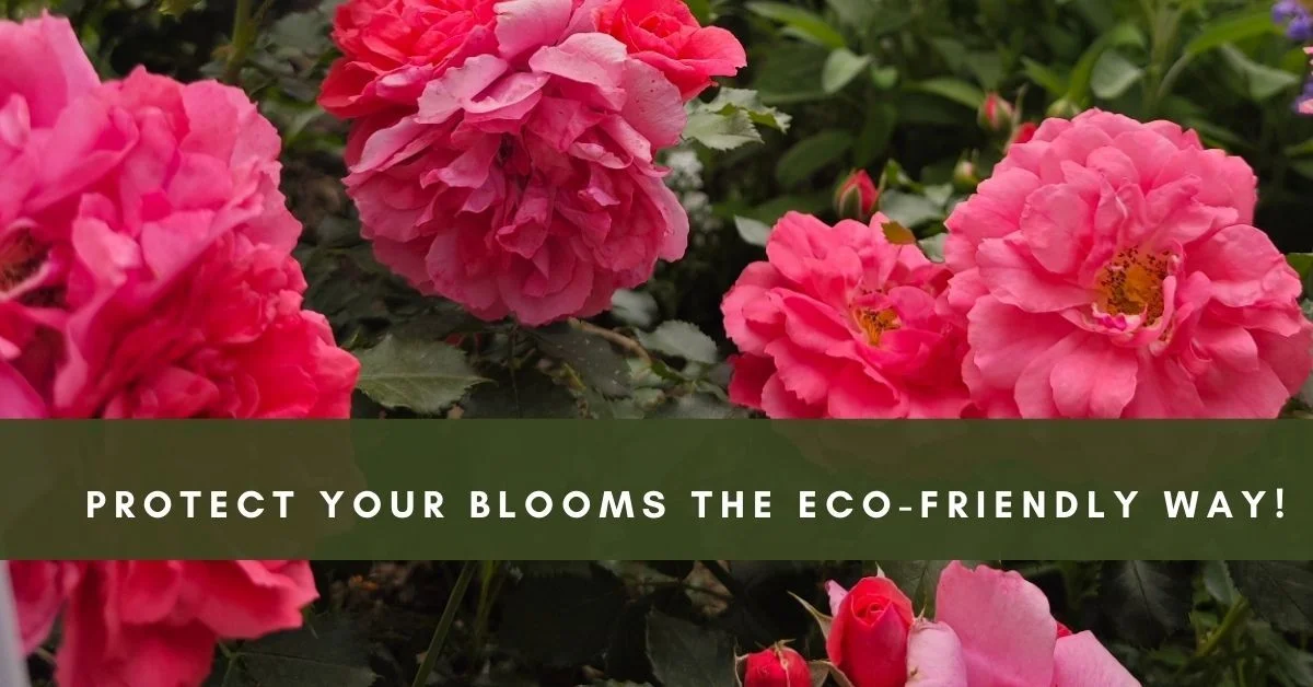 Měděný drát mezi růžemi: Zahradnický trik pro bohatší květy a méně škůdců - image 2