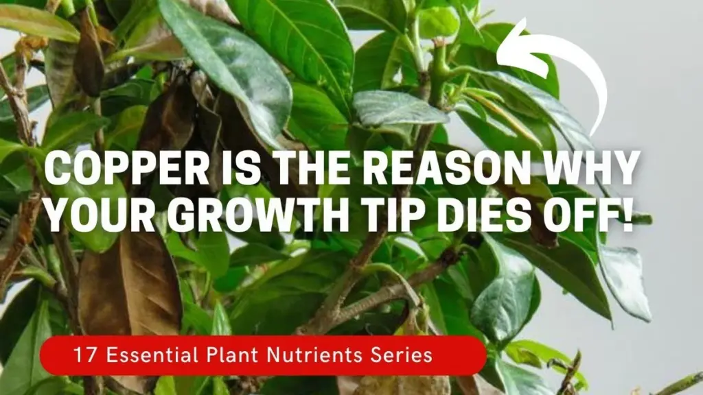 Mince v květináči? Rostliny vám poděkují tímto způsobem.