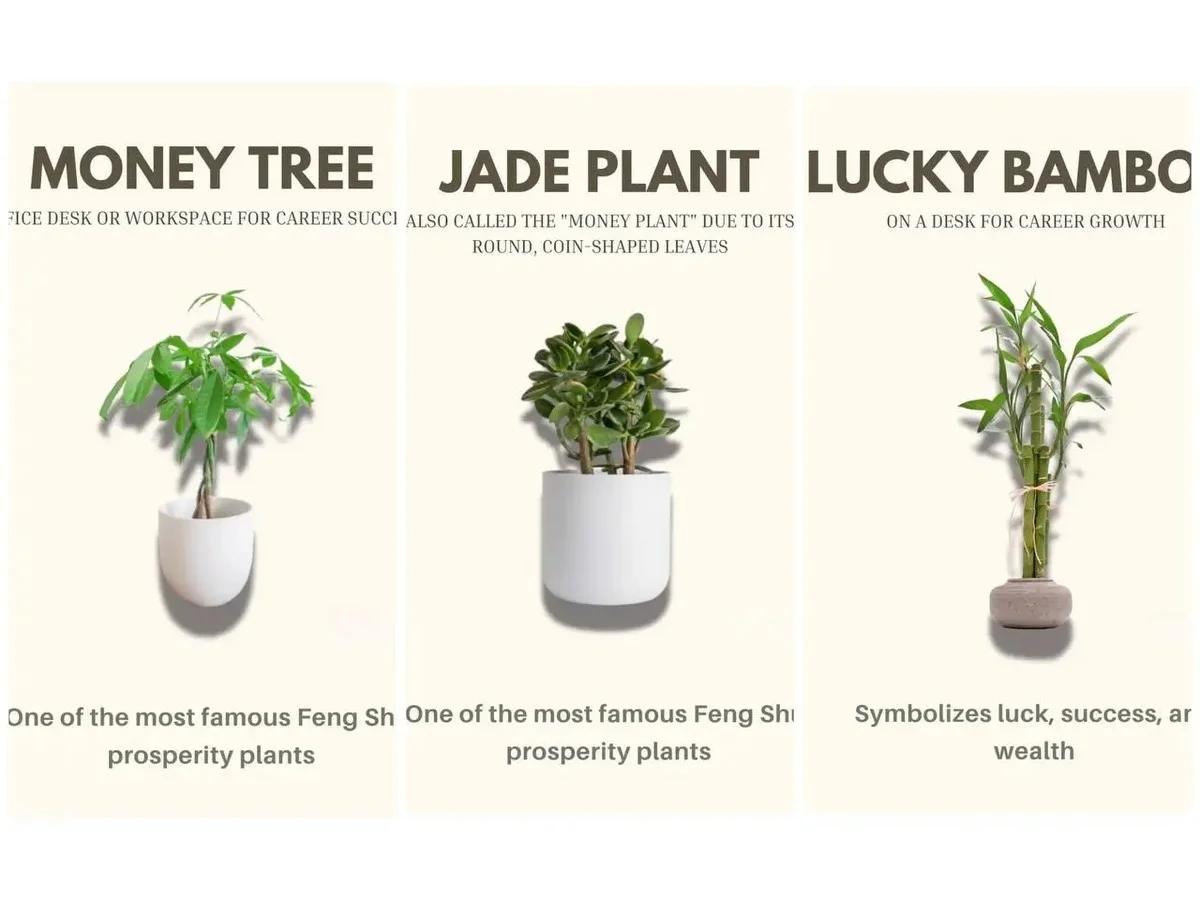 Mince v květináči? Tajný způsob jak udržet rostliny zdravé - image 1