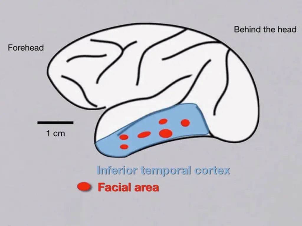 Neurologové odhalují: mozek skutečně registruje každý obličej, který jste kdy viděli.