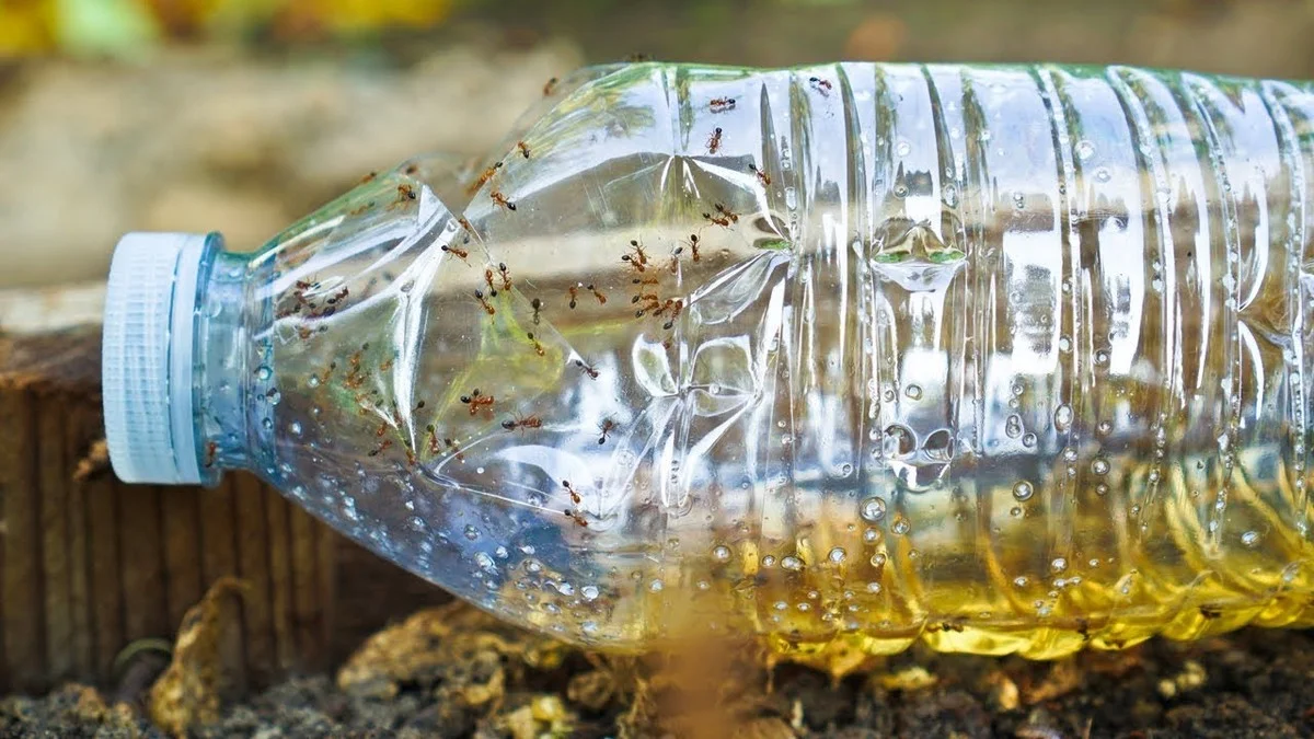 Použijte kávovou sedlinu na parapetu: Zapomenutý trik proti mravencům. - image 2