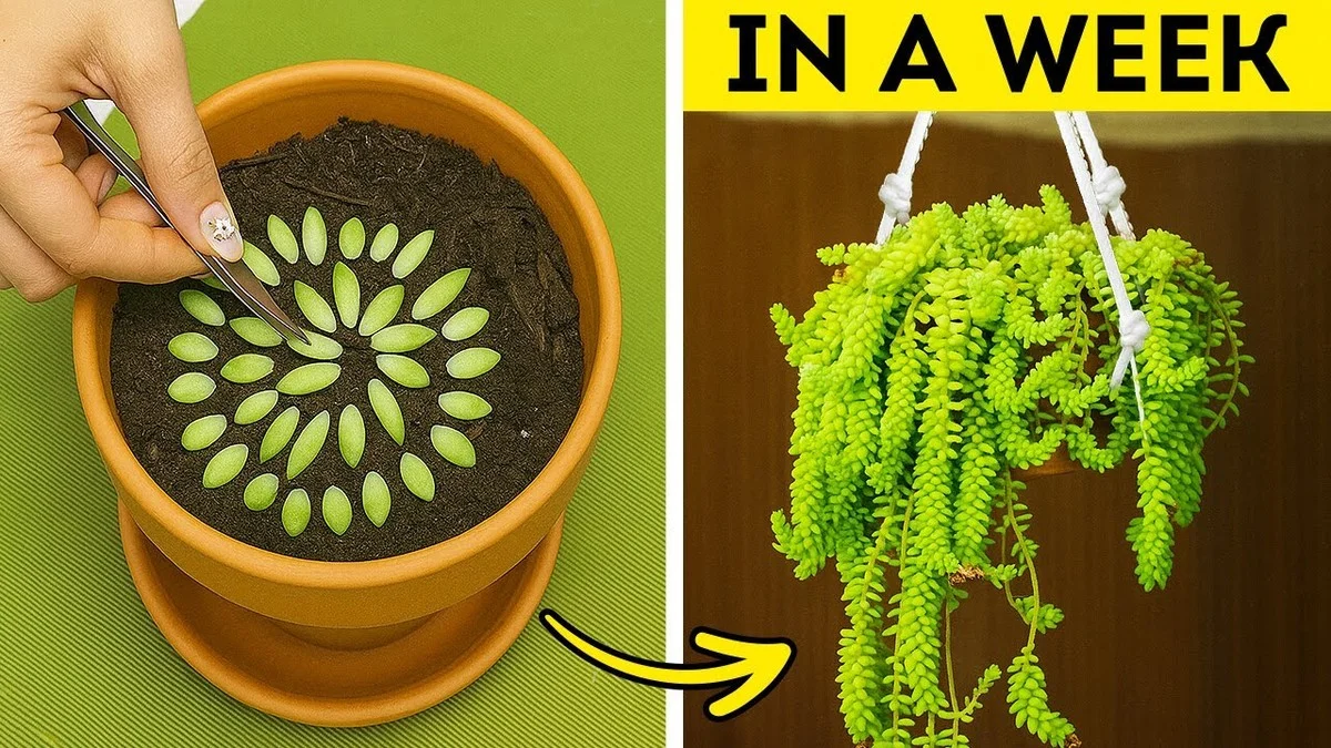 Proč dát kávovou sedlinu do zahrady: Přírodní zázrak pro vaše rostliny. - image 1