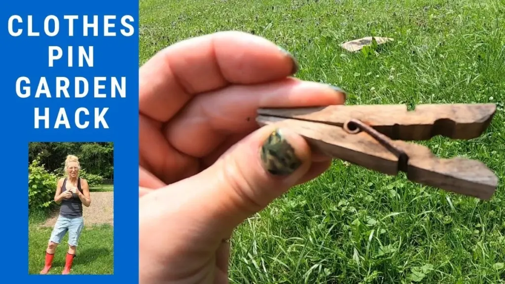 Proč dát obyčejné kolíčky na prádlo do květináčů: Zahradnický trik pro bohatší úrodu