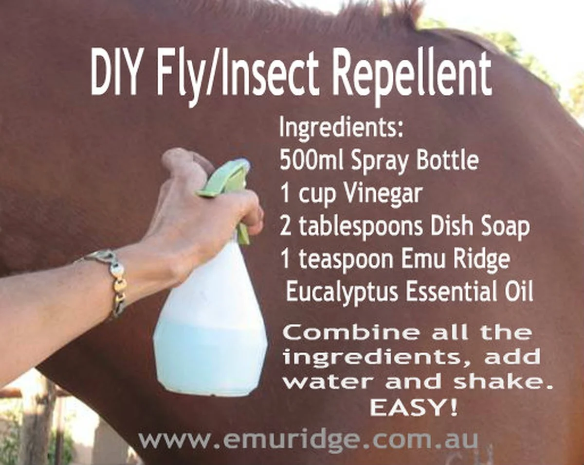 Proč lepit kávová zrna na lepící pásku? Geniální trik proti mouchám - image 1