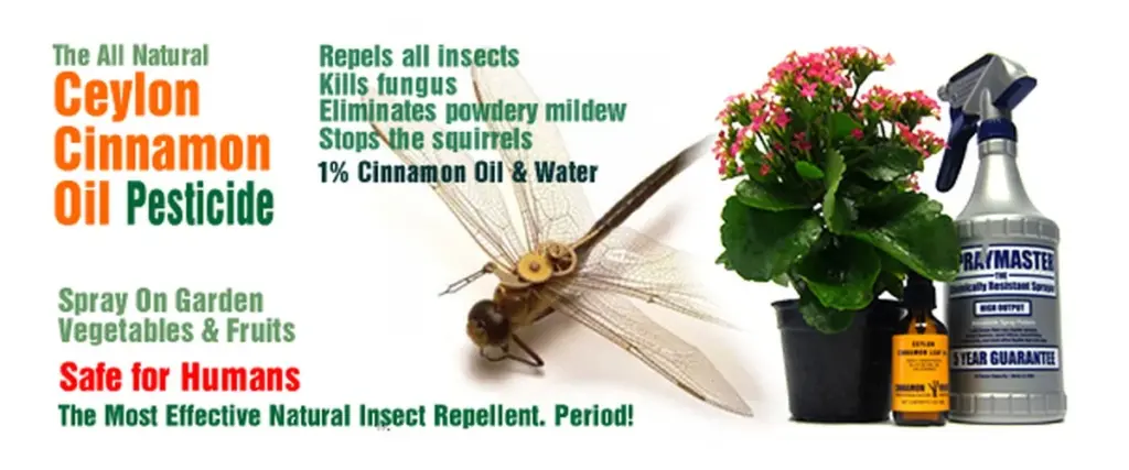 Skořice v domácnosti? Fascinující fakta o jejím působení na hmyz a náladu člověka.