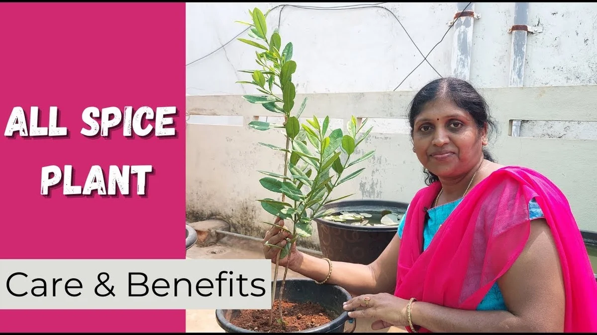 Skořice v květináči: neuvěřitelný zahradnický trik proti mravencům a plísni. - image 1