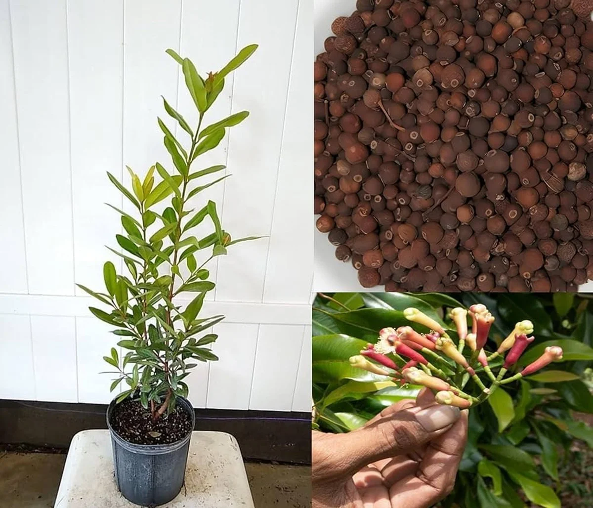 Skořice v květináči: Zapomeňte na drahé prostředky proti mravencům - image 2