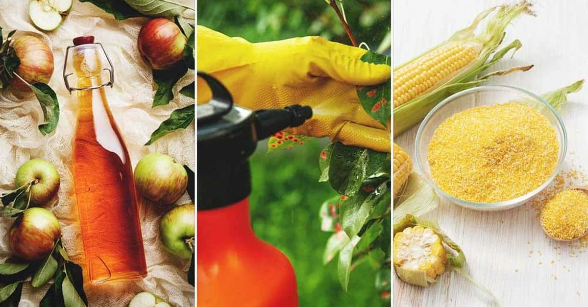 Skořice v květináči: neuvěřitelný zahradnický trik proti mravencům a plísni. - image 2