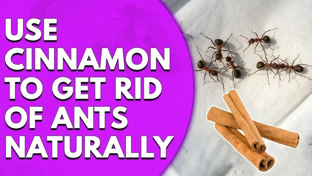 Skořice v zahradě: Staletý trik proti mravencům, který funguje lépe než chemikálie