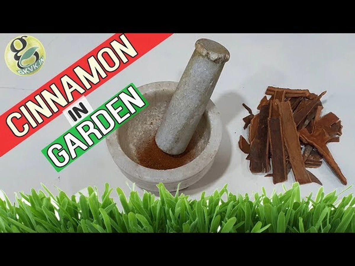 Skořice v zahradě: Staletý trik proti mravencům, který funguje lépe než chemikálie - image 2