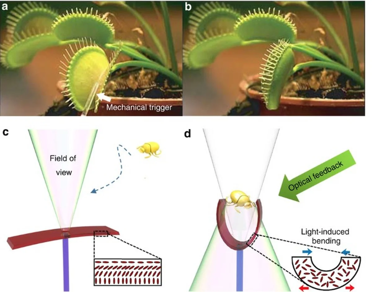 Vlasec na okně odradí mouchy: jednoduchý optický trik, který skutečně funguje - image 1