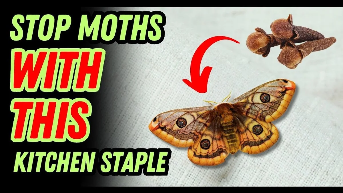 Vložte bobkový list do mouky: Staletý trik proti škůdcům v kuchyni - image 1