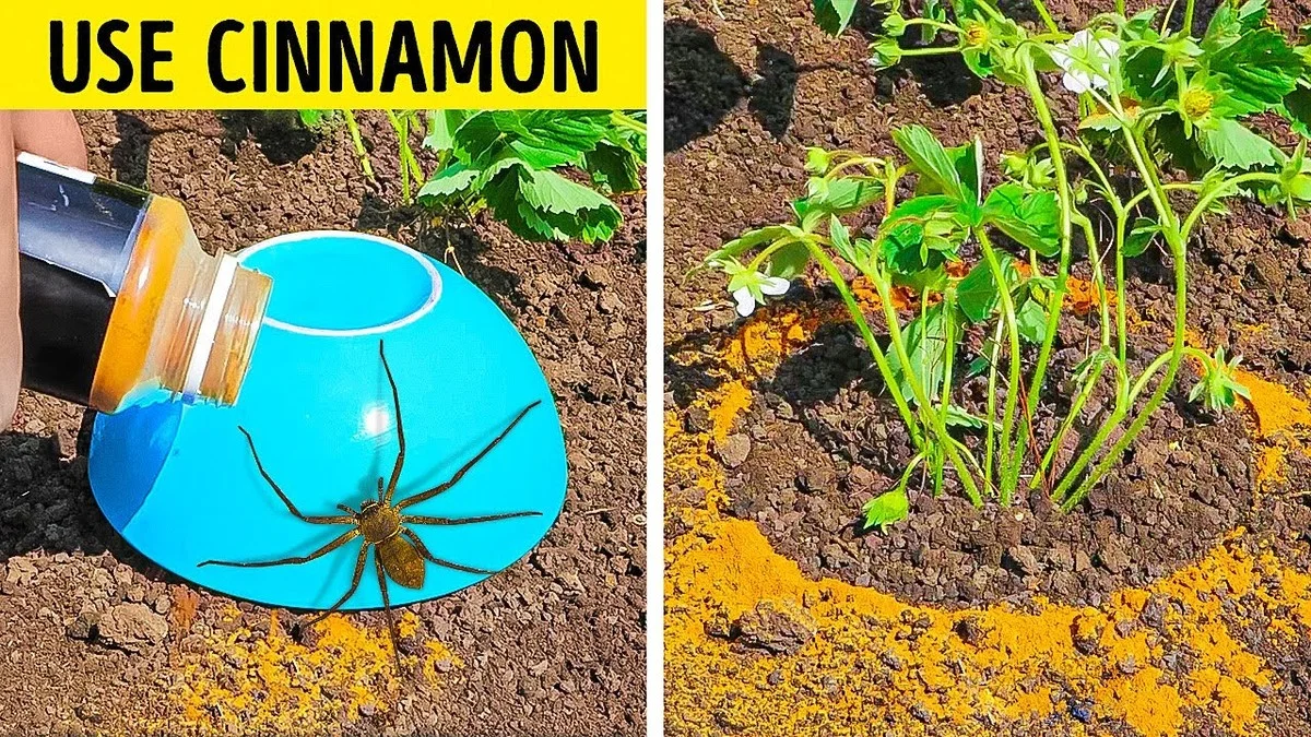 Vložte hřebíčky do citrónu: Odpuzovač hmyzu, který funguje týdny - image 2