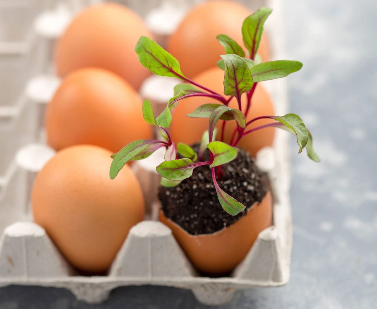 Zahradníci přísahají: Tento běžný kuchyňský odpad zdvojnásobí úrodu rajčat - image 1