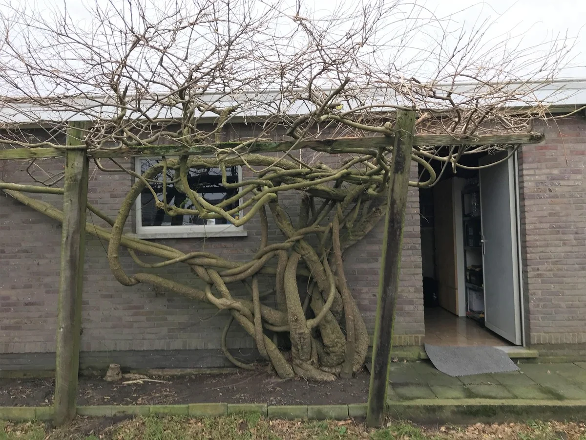 Zahradníci prozrazují: Proč nikdy nesázet tyto rostliny blízko domu - image 1