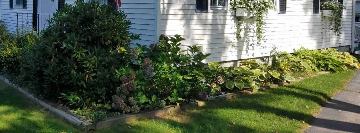 Zahradníci prozrazují: Proč nikdy nesázet tyto rostliny blízko domu - image 2