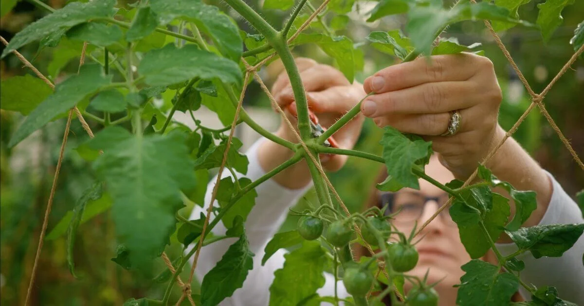 Zahradníci radí: Nikdy nesázejte tyto rostliny vedle sebe - image 2