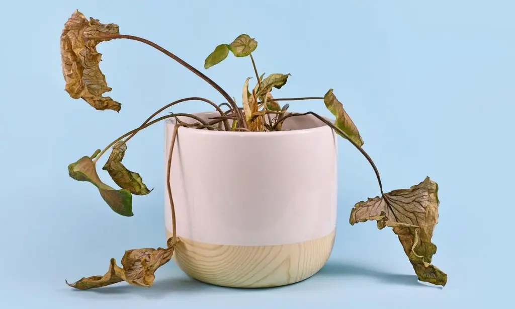 Zahradníci varují: tento běžný zvyk ničí vaše rostliny během jednoho týdne.