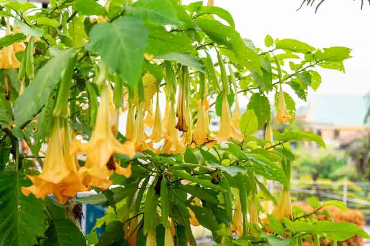 Zahradníci vás žádají: Nikdy nesázejte tyto rostliny blízko sebe. - image 1