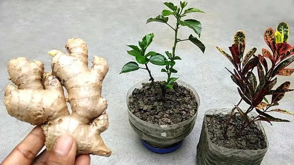 Zázvor v květináčích: Zapomenutý trik našich babiček proti škůdcům.