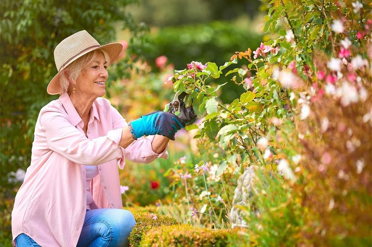 Zázvor v květináčích: Zapomenutý trik našich babiček proti škůdcům. - image 2