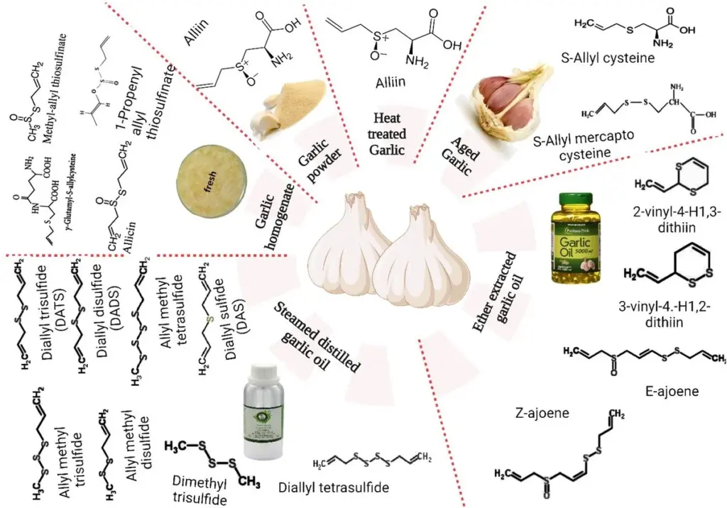 Česnek a krevní skupina? Fascinující fakt o rozdílných reakcích v těle, který věda nedávno objevila.