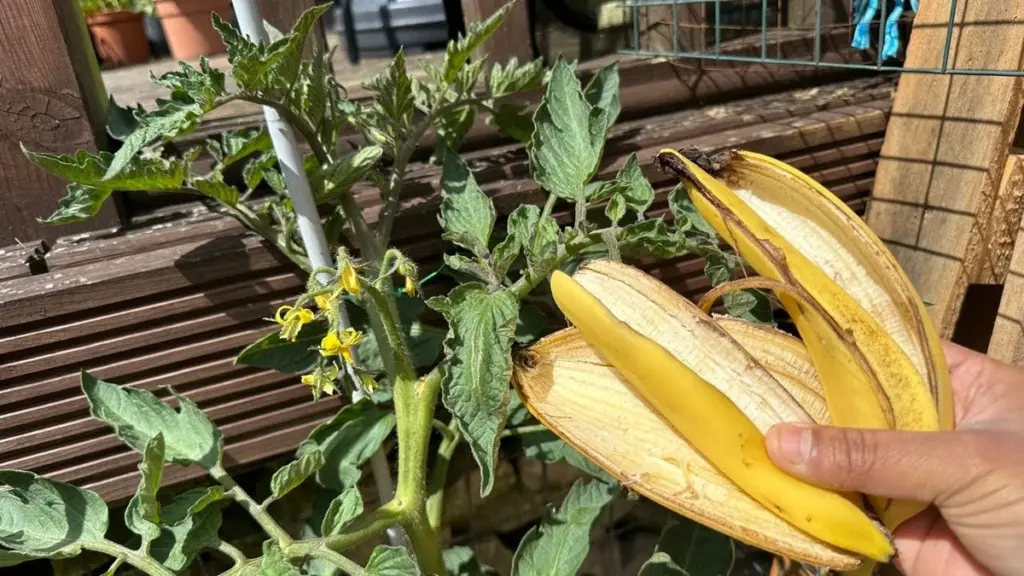 Co zahradníci dělají s banánovými slupkami? Trik pro bohatší úrodu rajčat.