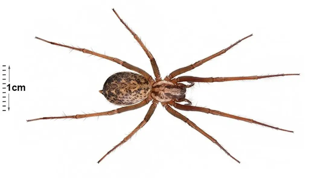 Entomologové odhalují: proč nikdy nezabíjet pavouky v domácnosti.