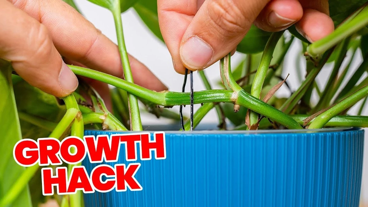 Káva jako hnojivo pro pokojové rostliny? Biologický důvod, proč funguje - image 2