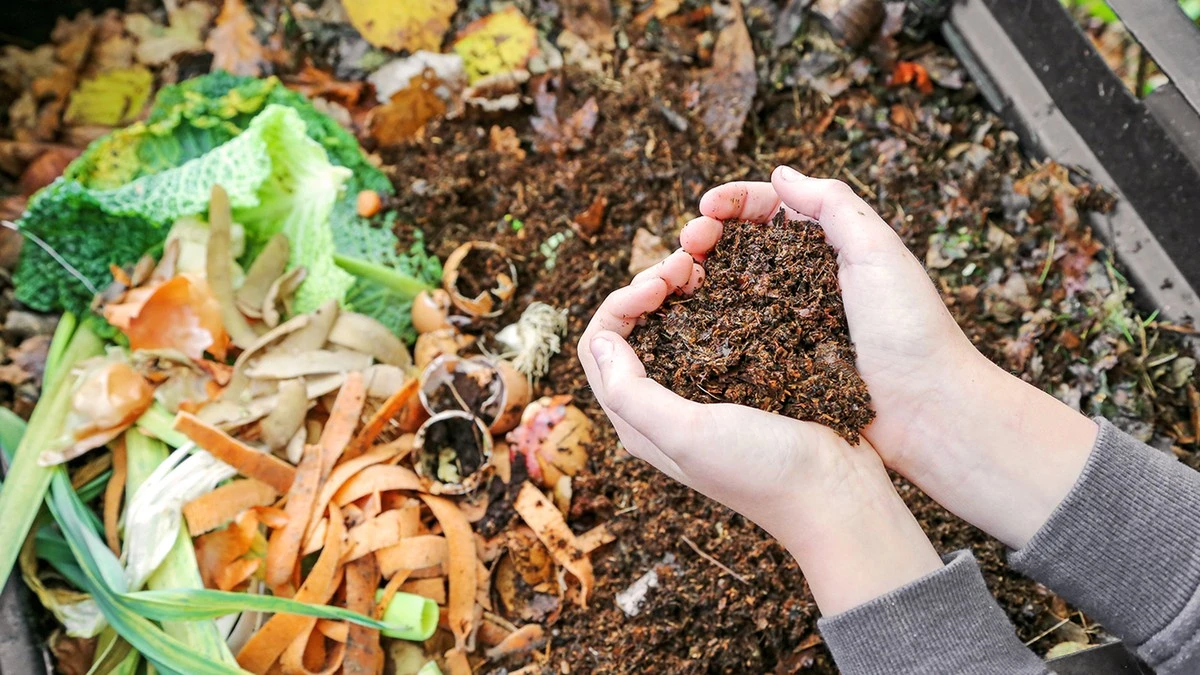 Kávová sedlina na zahradě? Proč ji zahradníci považují za zázračné hnojivo. - image 2