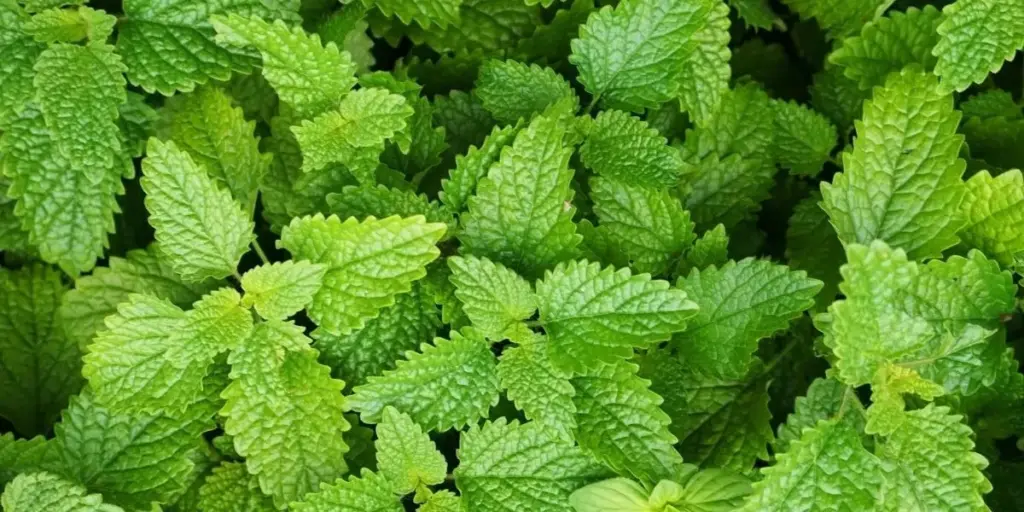 Meduňka pod polštářem? Vědci potvrzují její účinek na kvalitu spánku.