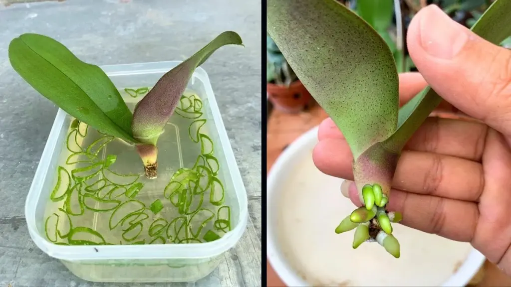 Mince v květináči s orchidejí? Trik, který zajistí nádherné květy.