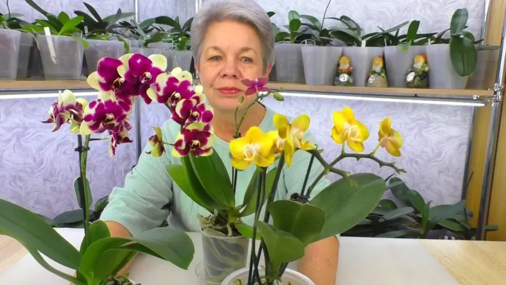 Mince v květináči s orchidejí? Trik, který zahradníci používají po desetiletí.