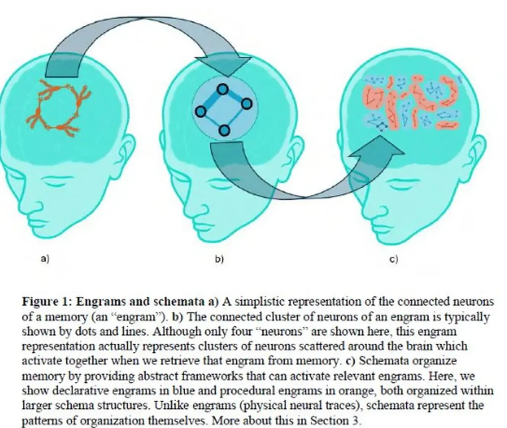 Neurologové odhalují: proč si pamatujeme zajímavé fakty lépe než důležité informace.