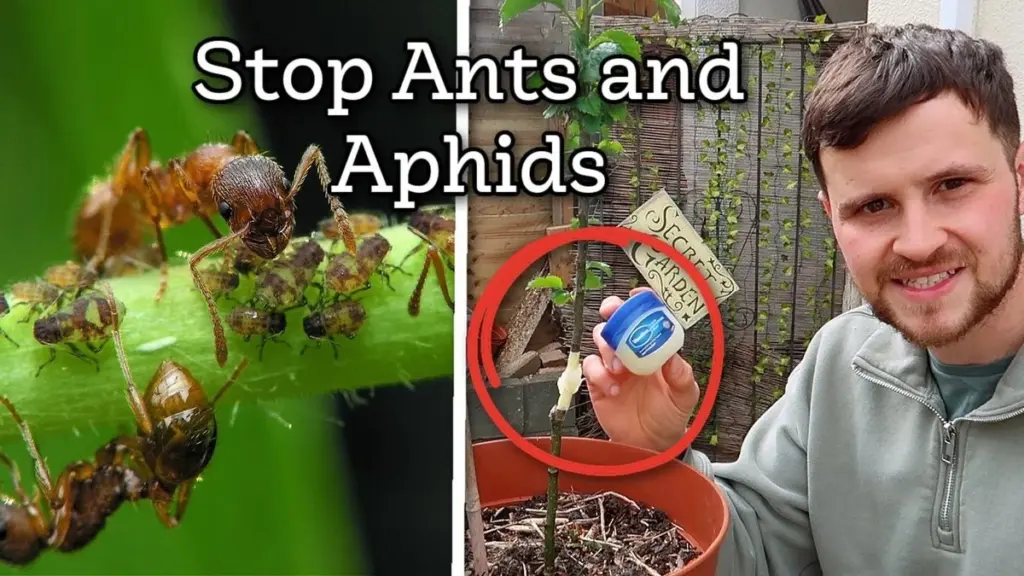 Potřete nohy postele vazelínou: Překvapivé řešení proti mravencům v domě.