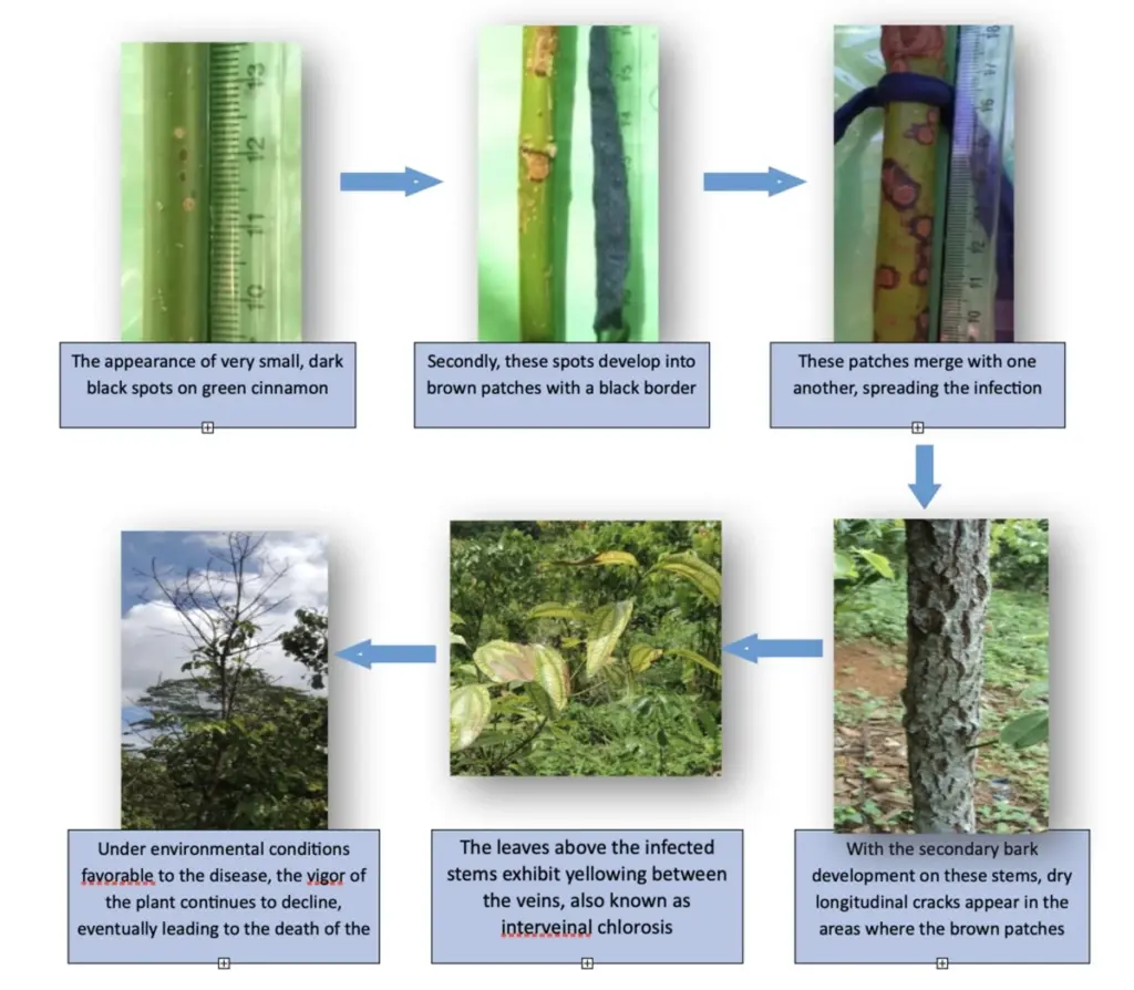 Proč dát skořici do květináčů? Zahradnický trik proti mouchám a plísním.